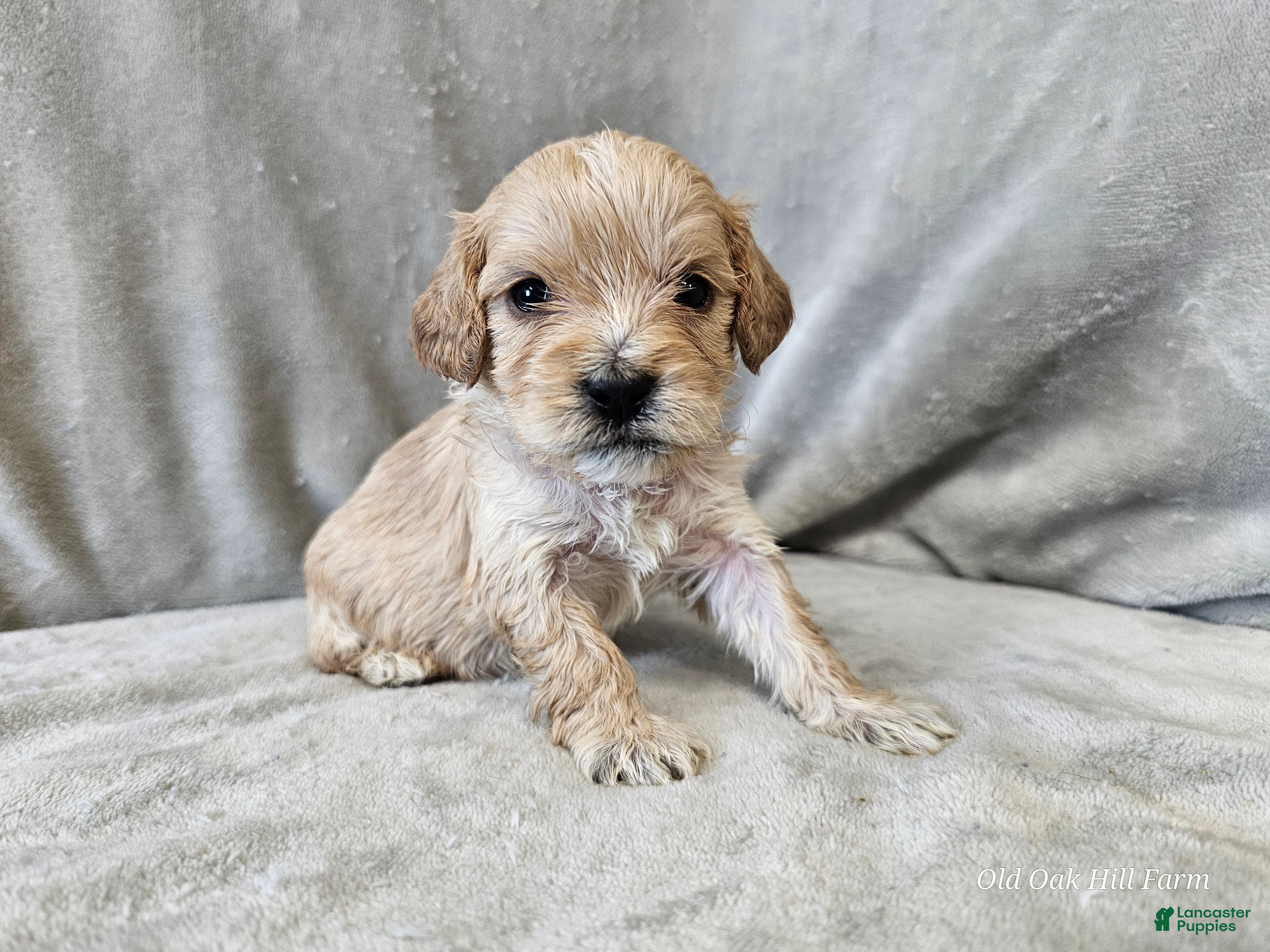 Cavapoo dogs Stelline - Ad 39