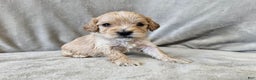 Cavapoo dogs for sale: Stelline - Ad 1