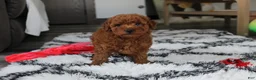 Bichpoo dogs for sale: Jerry - Ad 4