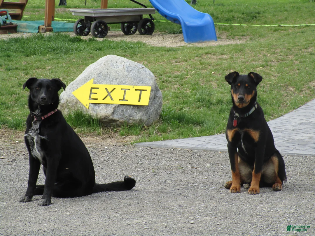 Border Collie dogs for sale: Border Collie Puppy 3 - Ad 3