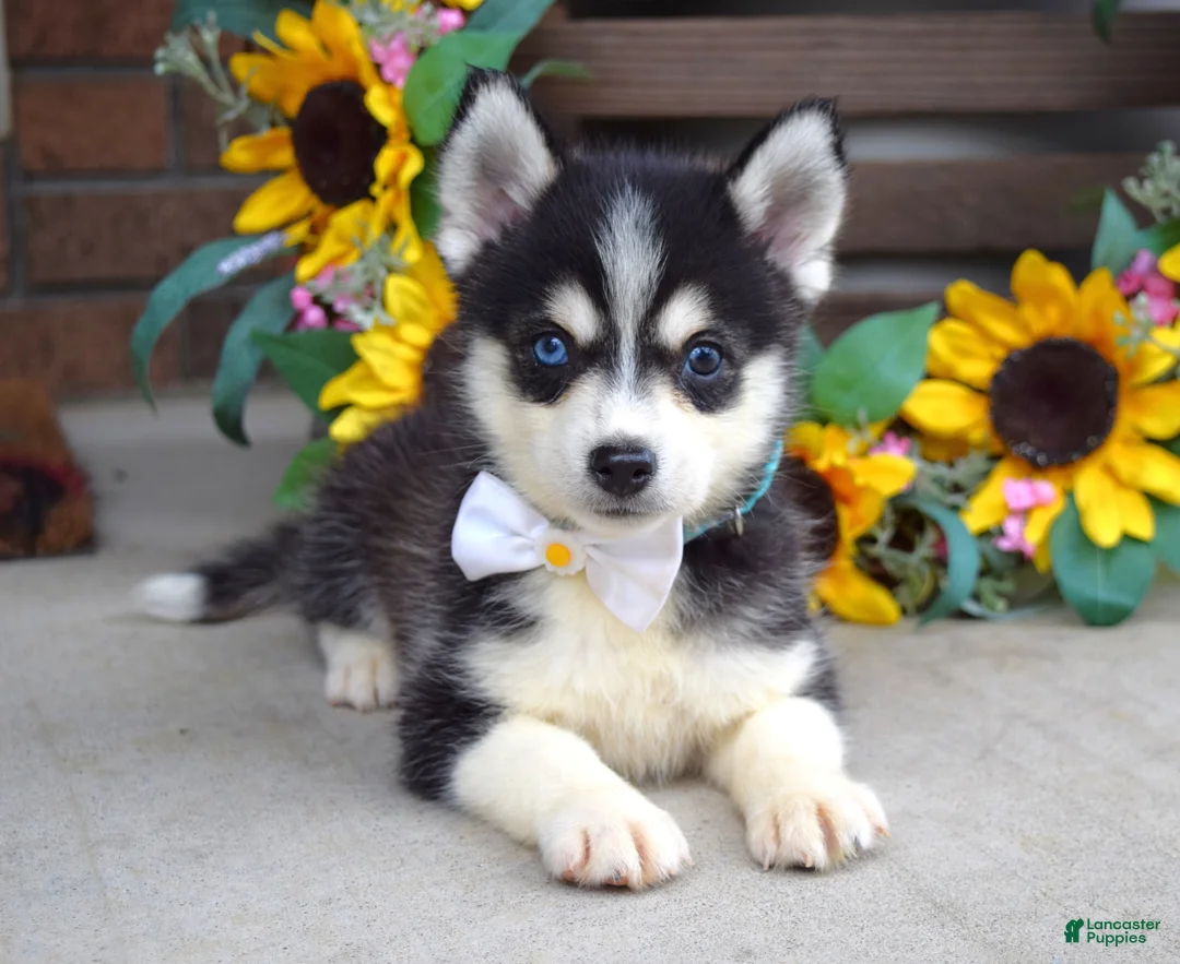 Pomsky dogs for sale: Piper - Ad 1