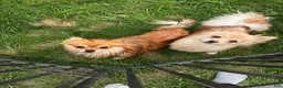 Pomeranian dogs for sale: Tony  - Ad 3