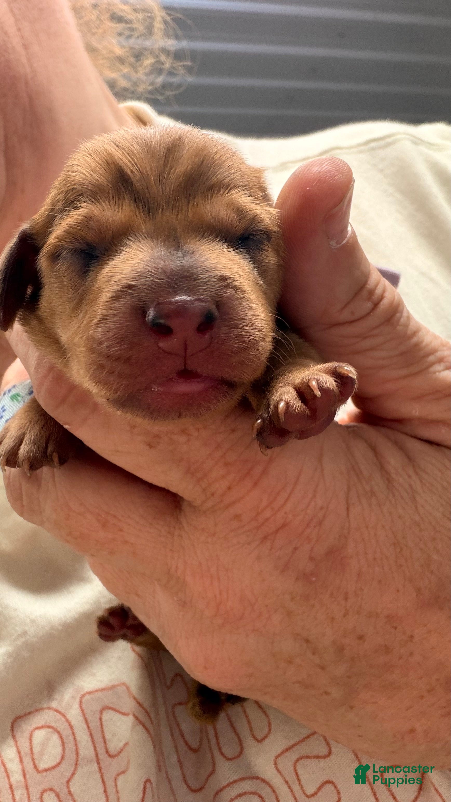 Miniature Dachshund dogs Miniature Dachshund 3 - Ad 1