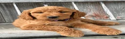 Irish Doodle dogs for sale: Charlotte  - Ad 17