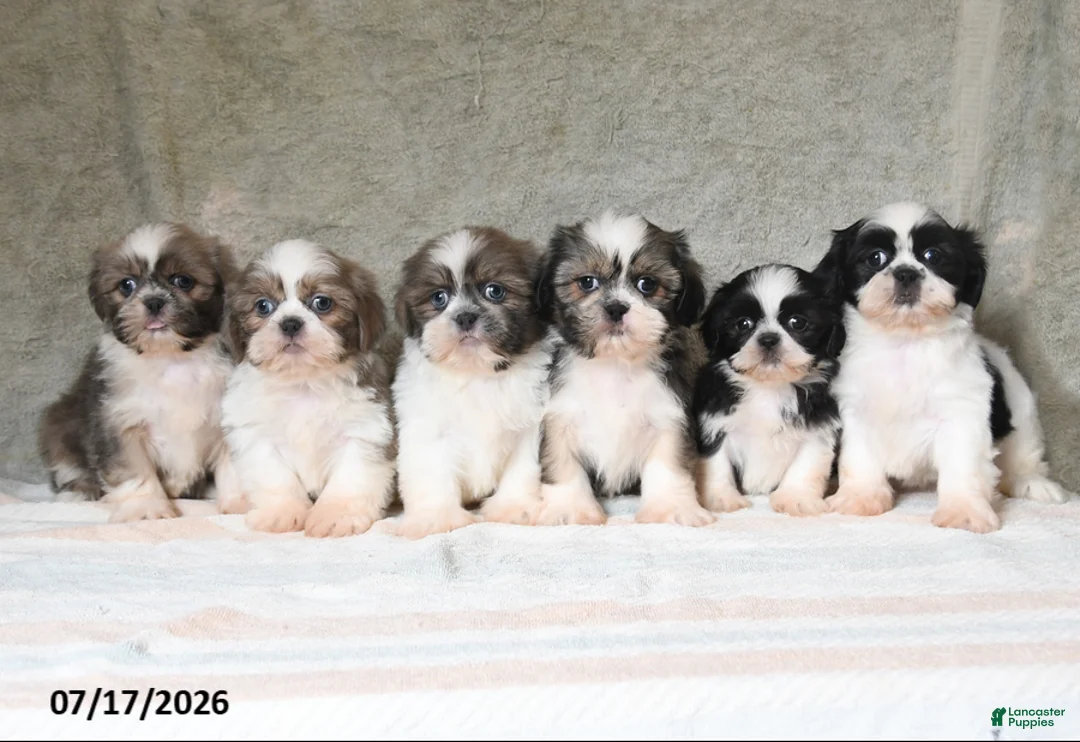 Shih Tzu dogs for sale: Queenie - Ad 3