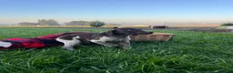 German Shorthaired Pointer dogs for sale: Sailor❤️AkC ready to go home today. - Ad 3