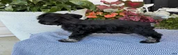 Miniature Schnauzer dogs for sale: Lovely - Ad 11
