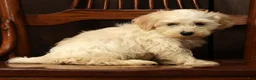 Havanese dogs for sale: Gabby - Ad 9