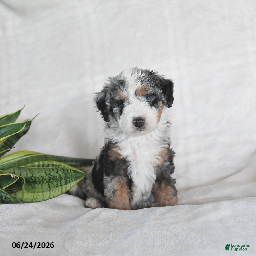 Bernedoodle dogs Orion - Ad 1