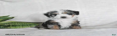 Orion