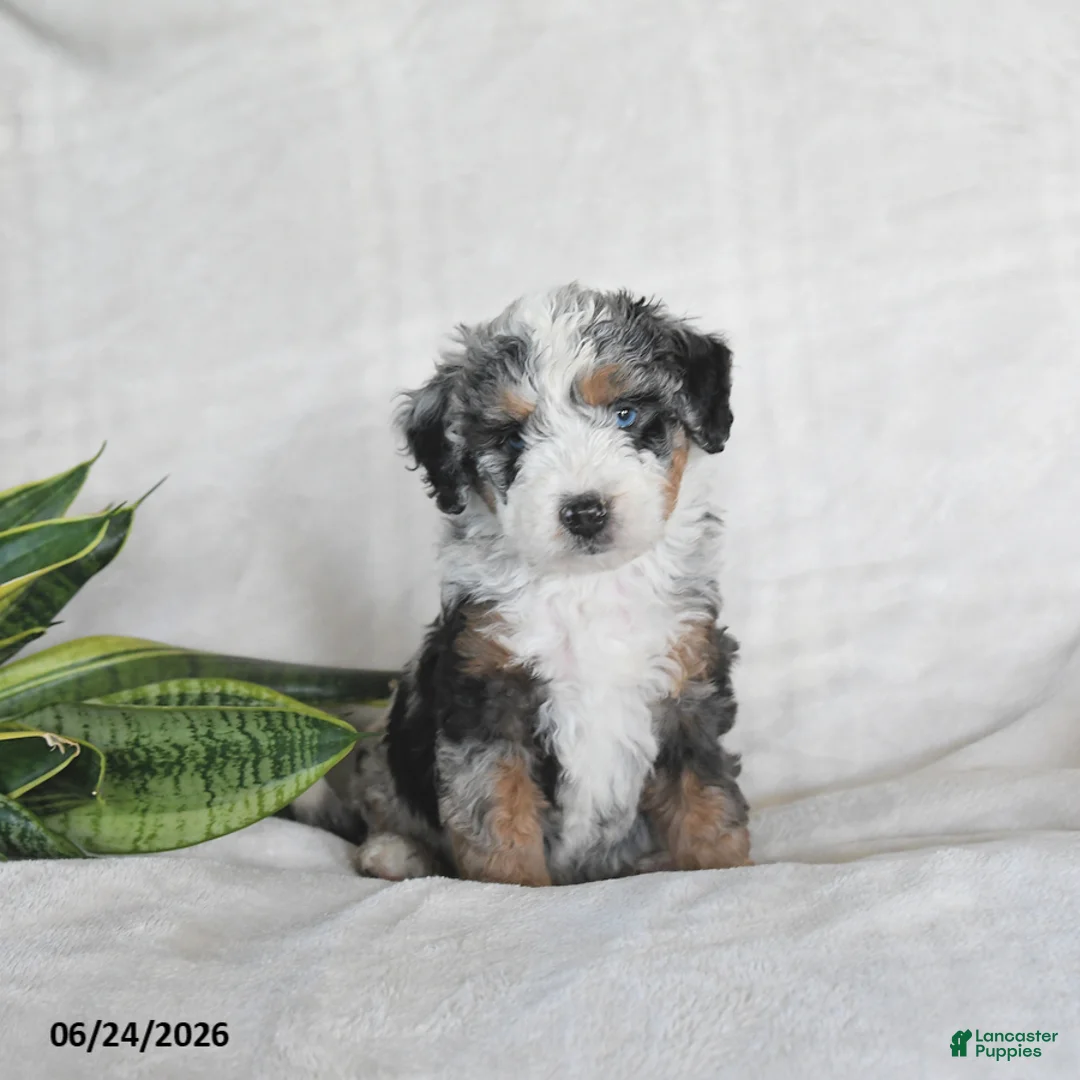 Bernedoodle dogs for sale: Orion - Ad 1