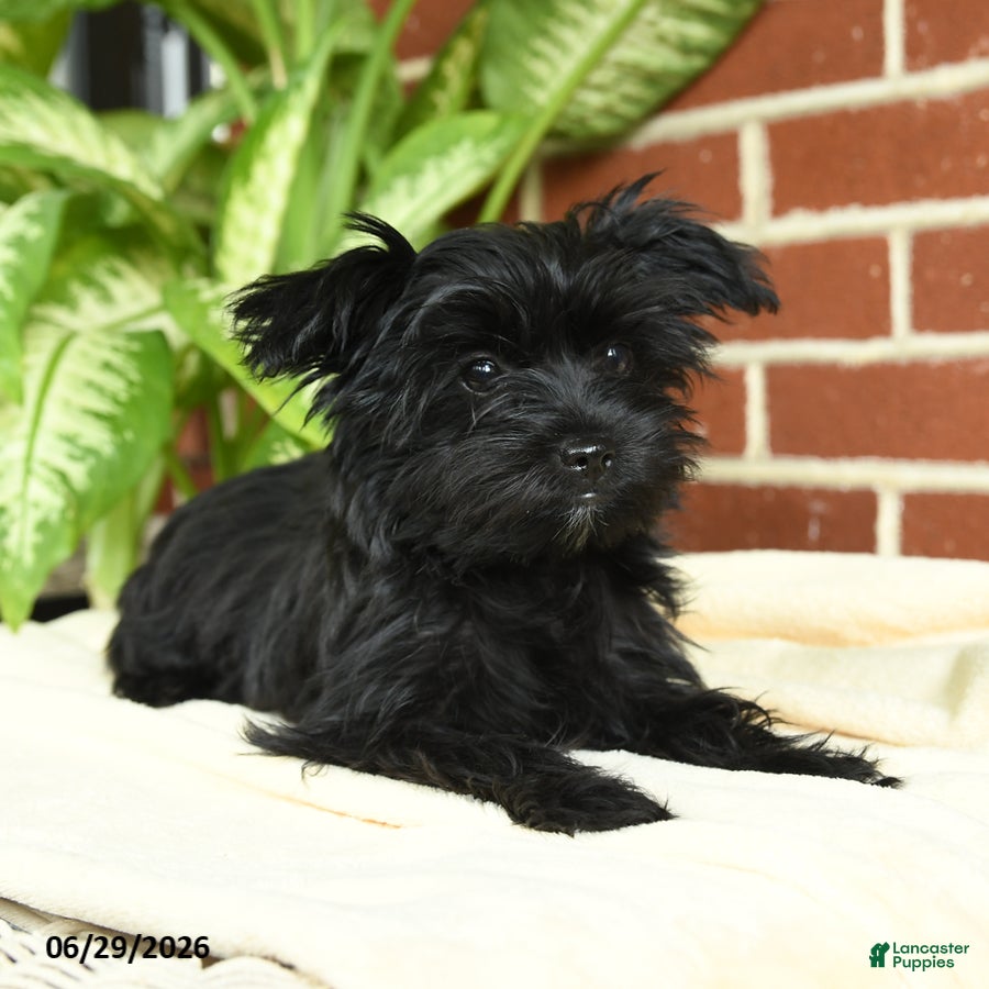 Yorkshire Terrier dogs Raven - Ad 2