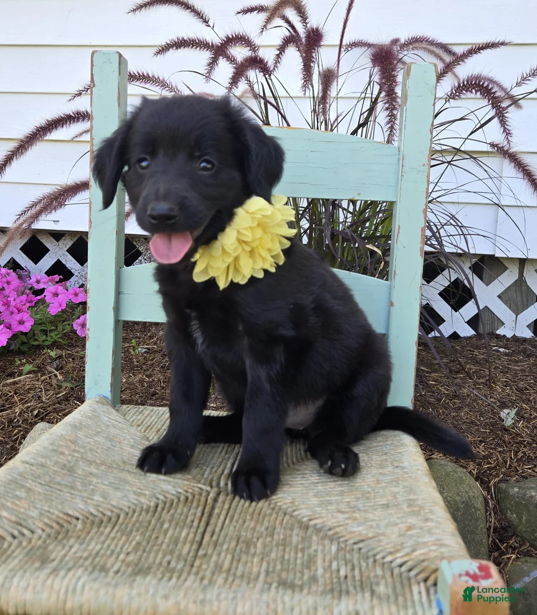 Mixed Breed dogs for sale: Brittany - Ad 2
