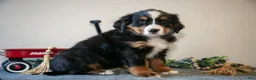 Bernese Mountain Dog dogs for sale: Sprinkle - Ad 1