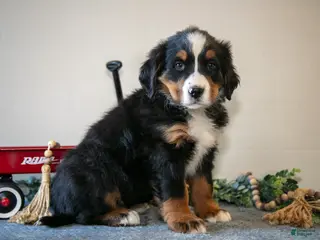 Bernese Mountain Dog dogs Sprinkle - Ad 1