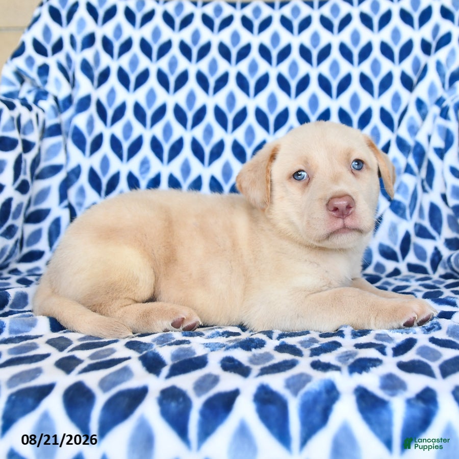 Labrador Retriever dogs Chance - Ad 2