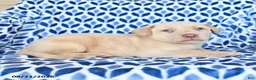 Labrador Retriever dogs for sale: Chance - Ad 2