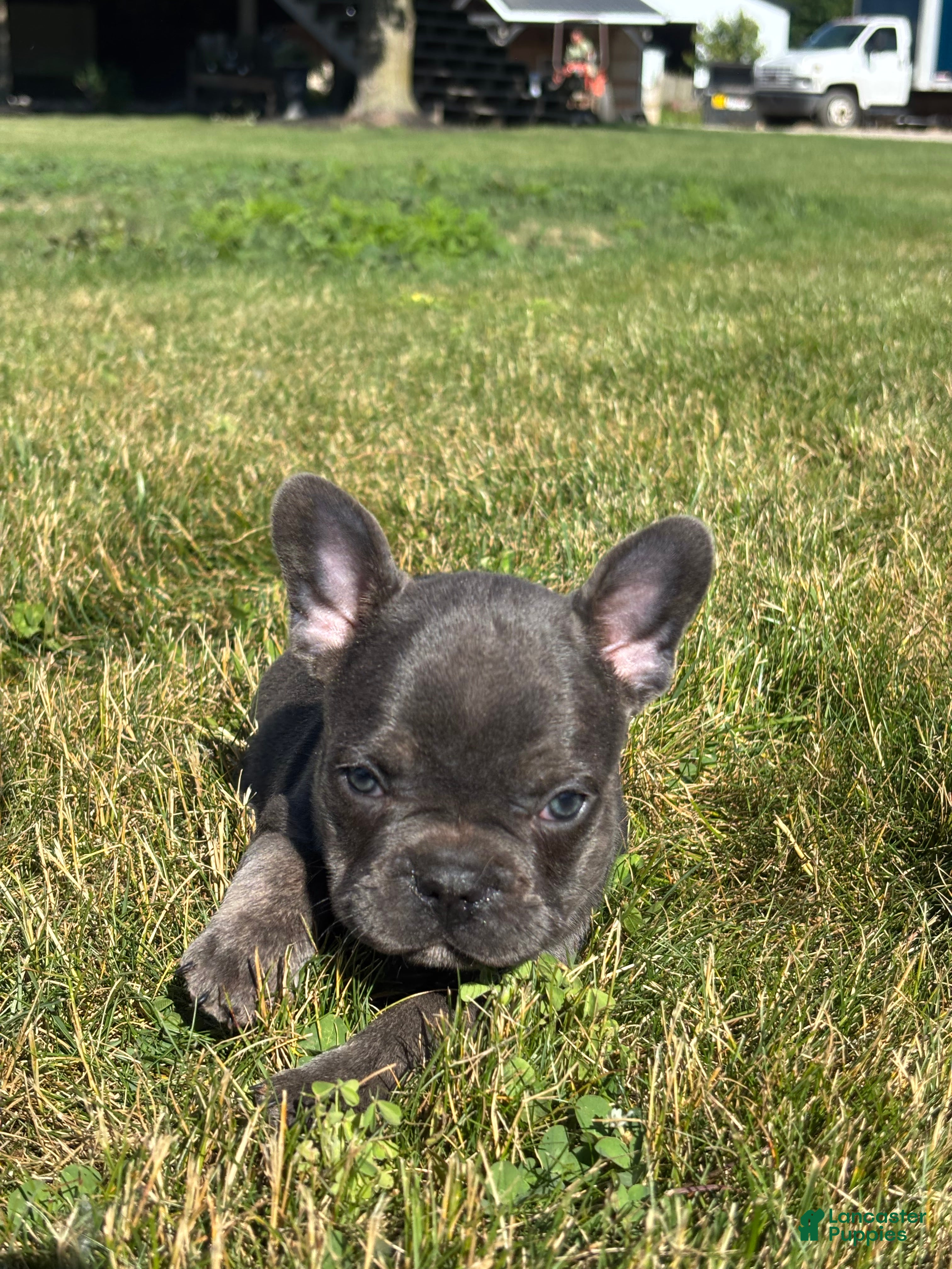 French Bulldog dogs Randy - Ad 2
