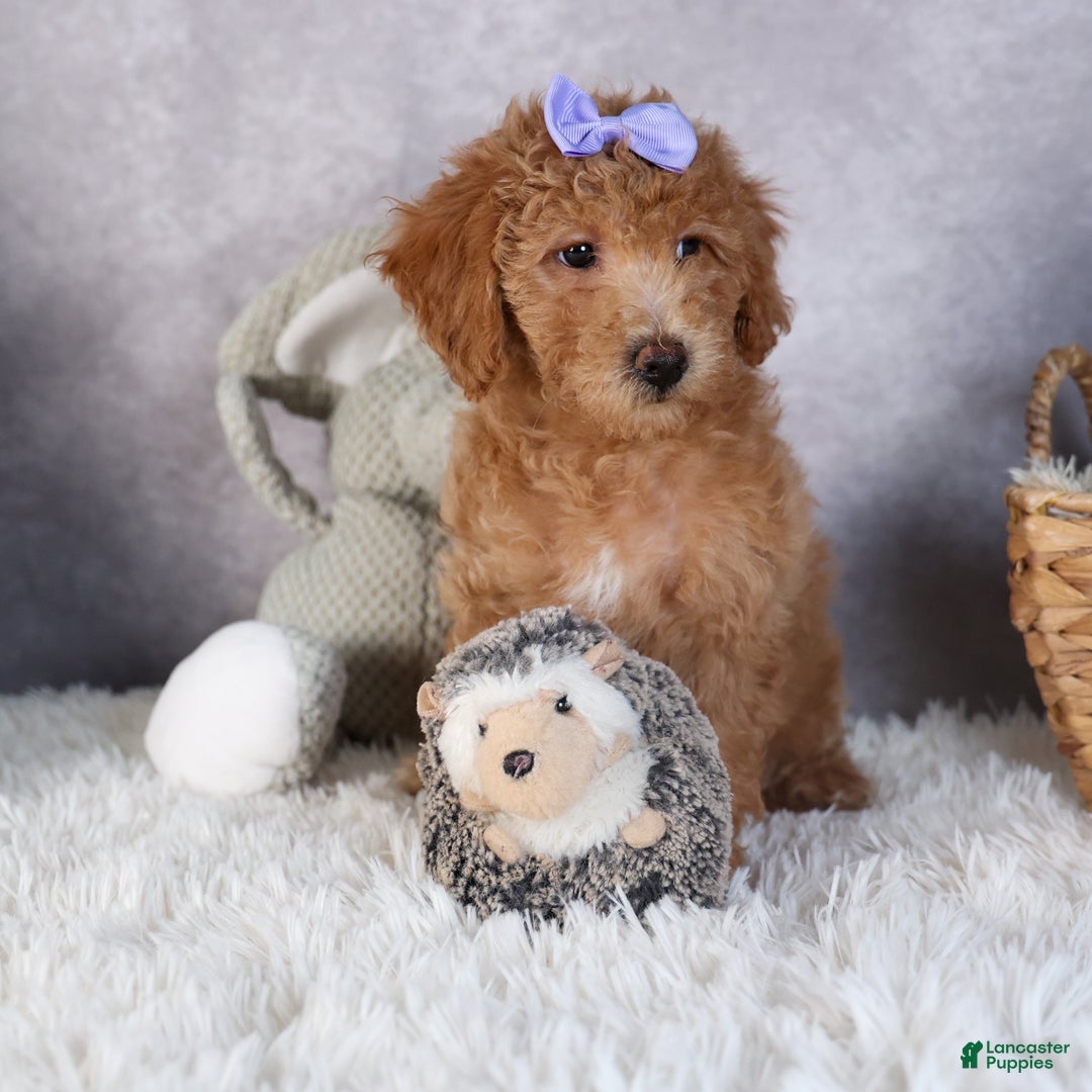 Shihpoo dogs for sale: Evie - Ad 11