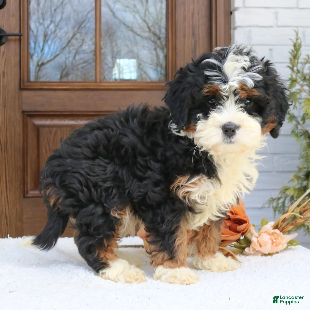 Cavapoo dogs for sale: Newton  - Ad 1