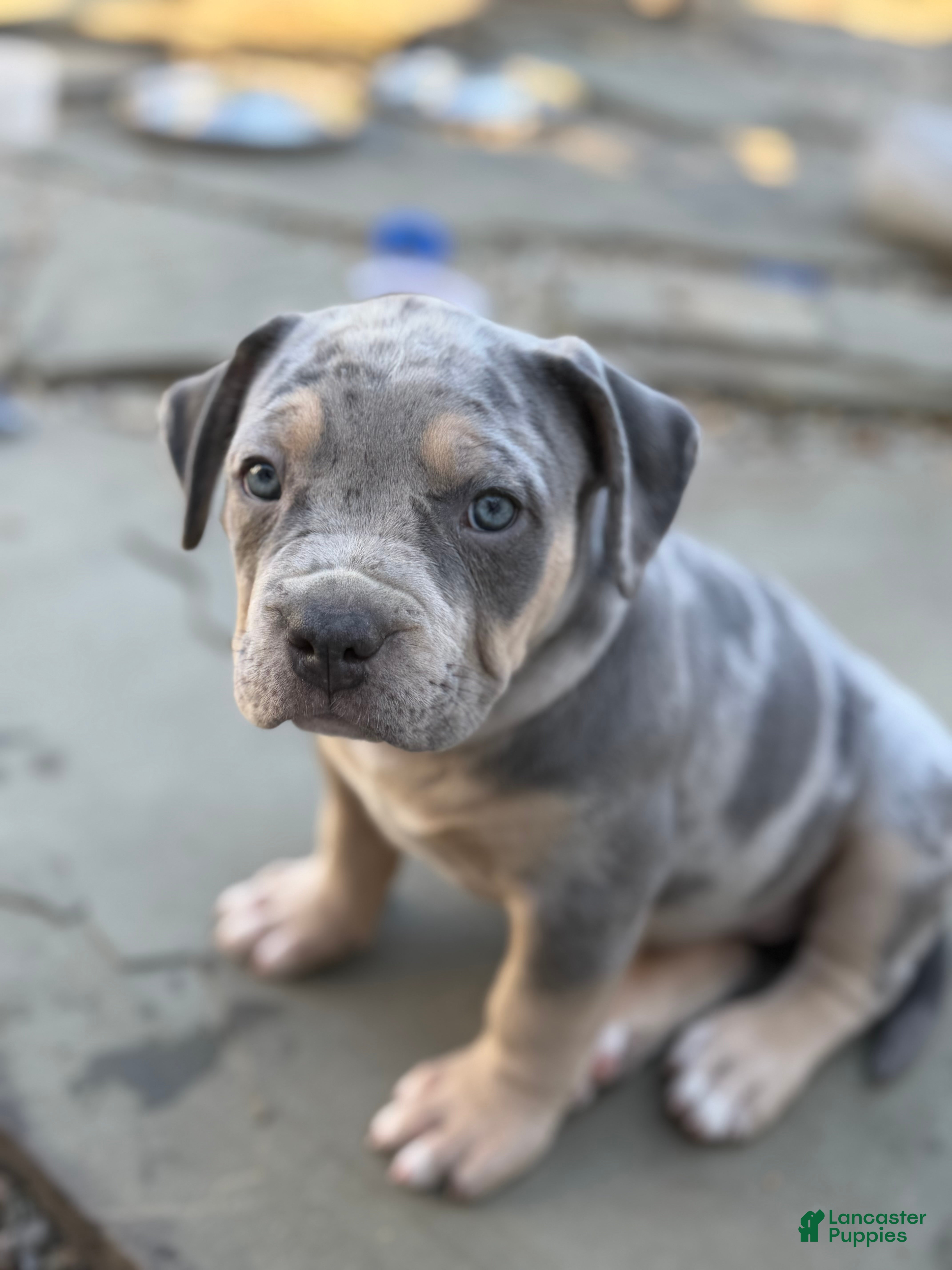American Bully dogs for sale: Lola - Ad 2