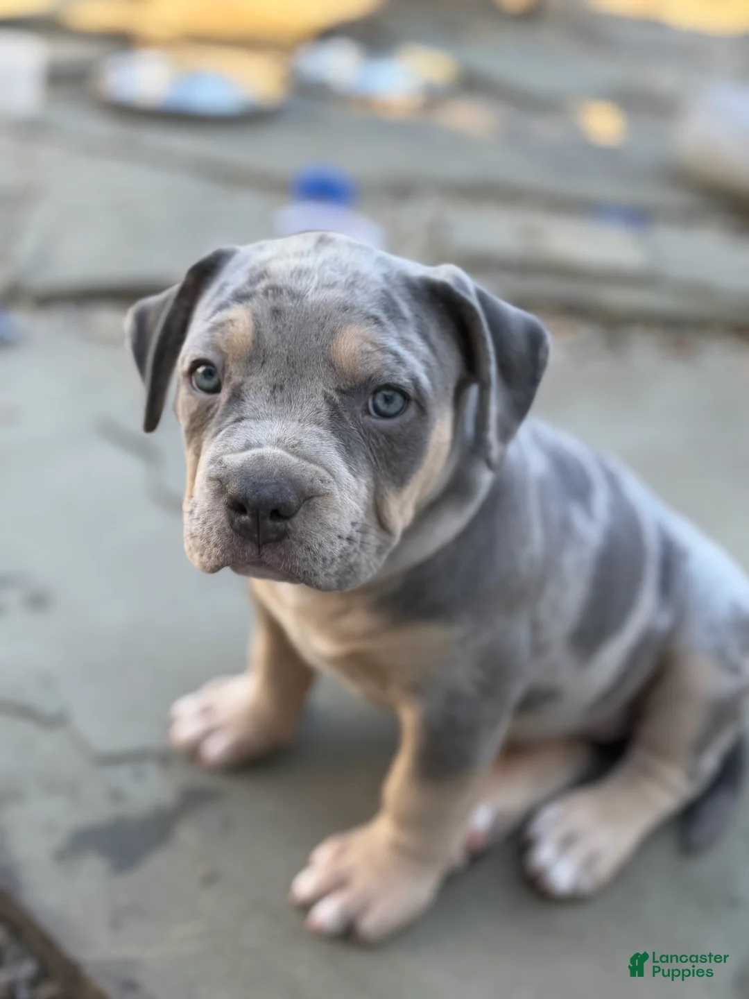 American Bully dogs for sale: Lola - Ad 1