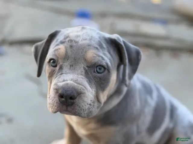 American Bully dogs for sale: Lola - Ad 1