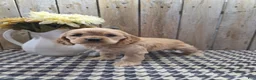 Cocker Spaniel dogs for sale: Cash - Ad 2