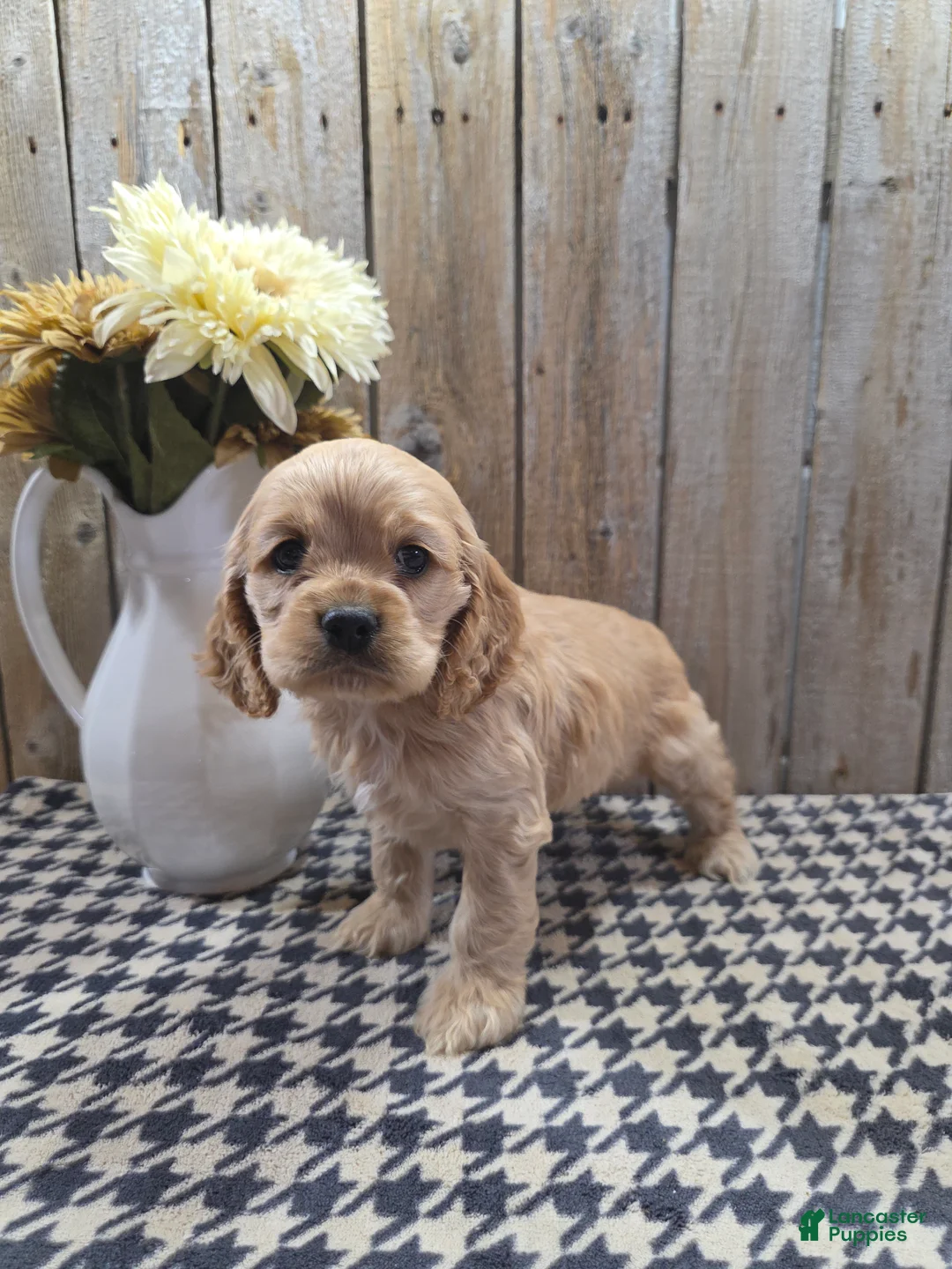 Cocker Spaniel dogs for sale: Cash - Ad 2
