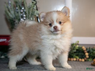 Pomapoo dogs Mindy - Ad 8