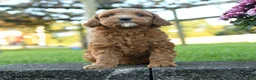 Mini Goldendoodle dogs for sale: Lancelot - Ad 5