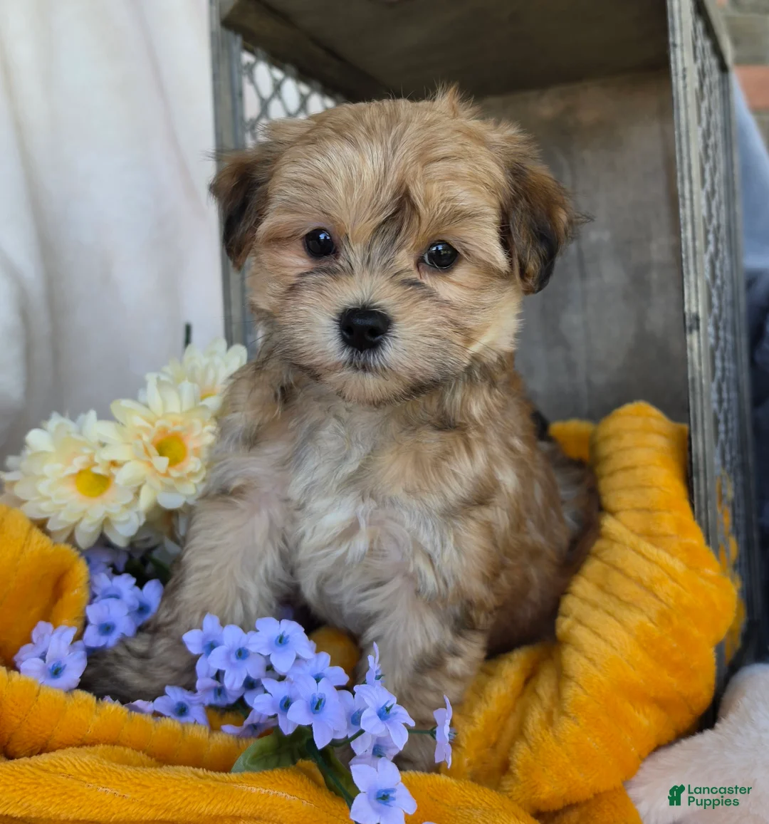 Morkie dogs for sale: Lexie - Ad 1