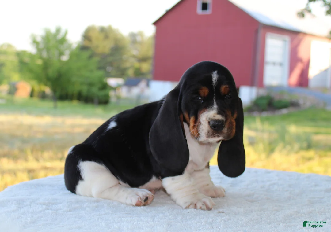 Basset Hound dogs for sale: Barney - Ad 1