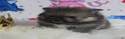 Pomeranian dogs for sale: Beastie - Ad 4