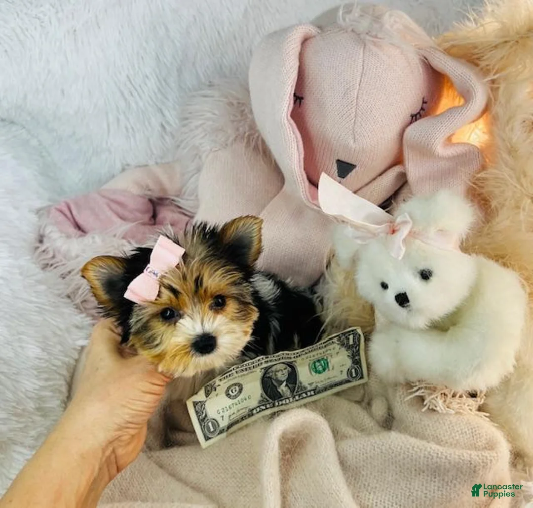 Yorkshire Terrier dogs for sale: Yorkshire Terrier 1 - Ad 3