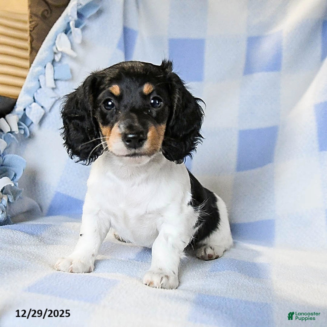 Miniature Dachshund dogs for sale: Ace - Ad 2