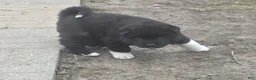 Akita dogs for sale: Yuki the Akita! - Ad 10