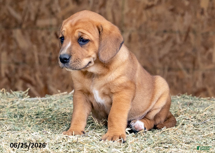 Mixed Breed dogs Bailey - Ad 2