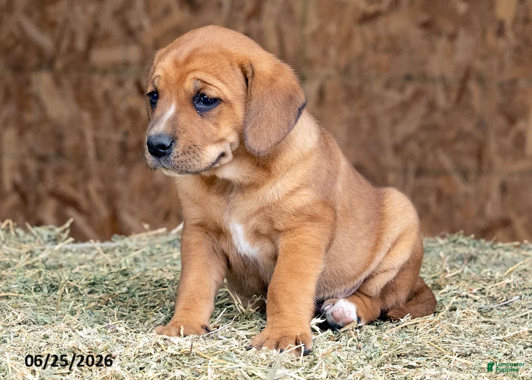 Mixed Breed dogs for sale: Bailey - Ad 2