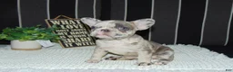 French Bulldog dogs for sale: Twinkle - Ad 3