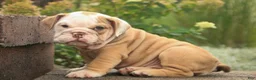 English Bulldog dogs for sale: Tammy English Bulldog  - Ad 3