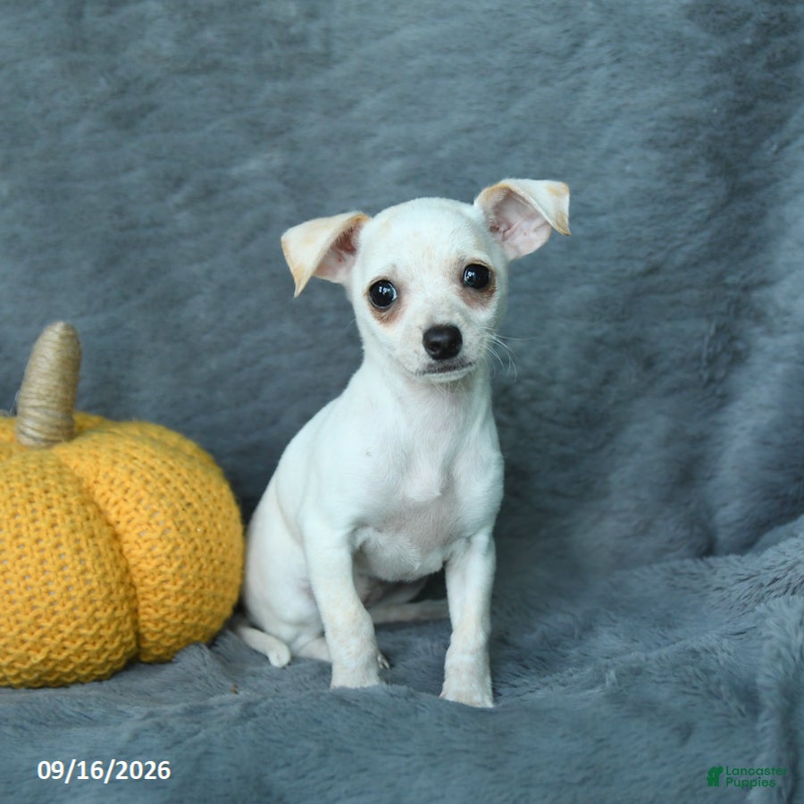 Mixed Breed dogs Hazel - Ad 2