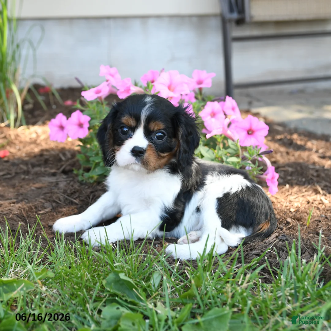 Cavalier King Charles Spaniel dogs for sale: Bennet - Ad 2