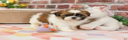 Shih Tzu dogs for sale: Flower  - Ad 6