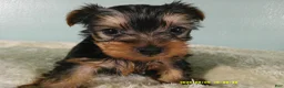 Yorkshire Terrier dogs for sale: Willie - Ad 3