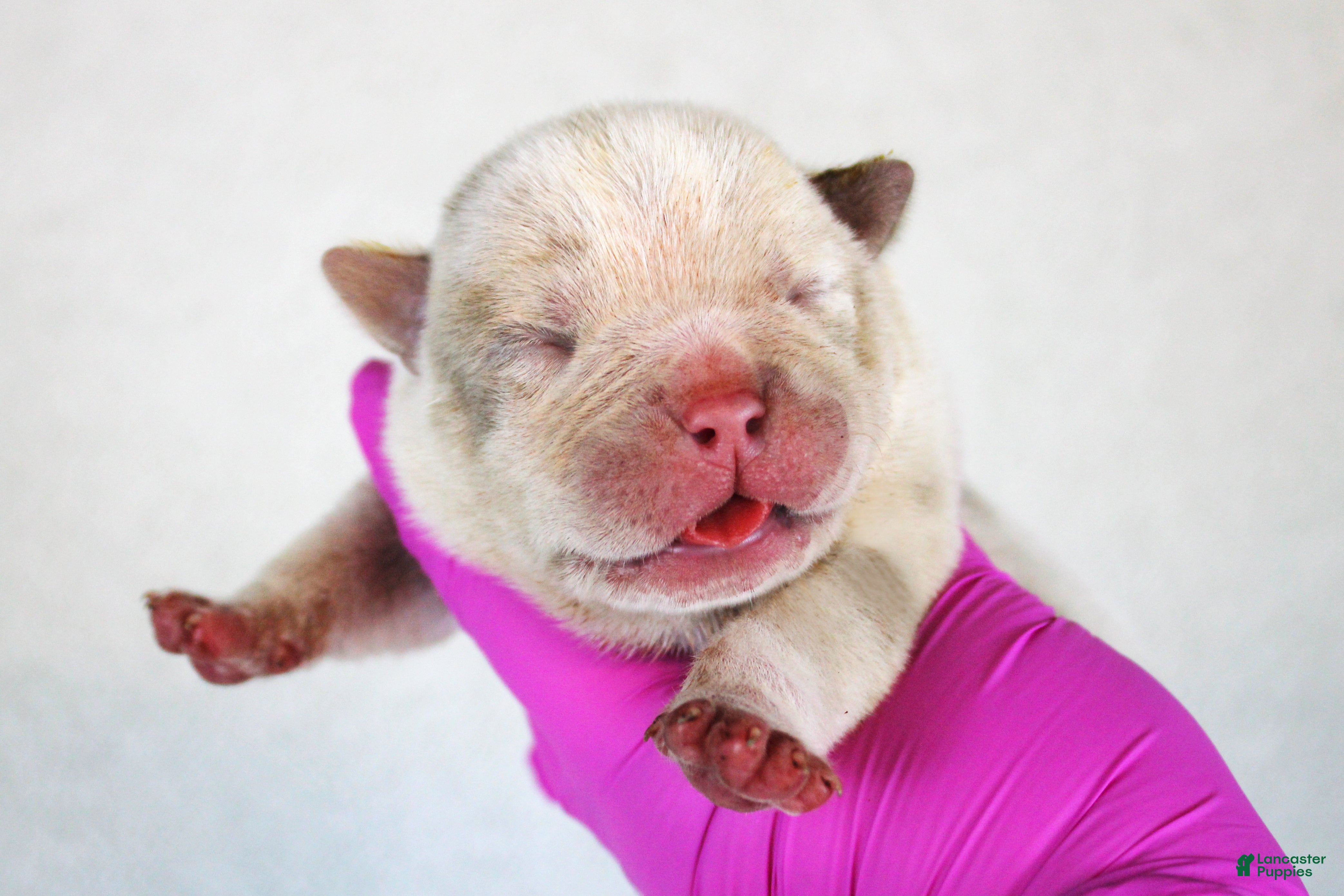American Bully dogs Lilac Tri Merle Male 2 - Ad 1
