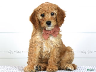 Mini Goldendoodle dogs - Ad 15