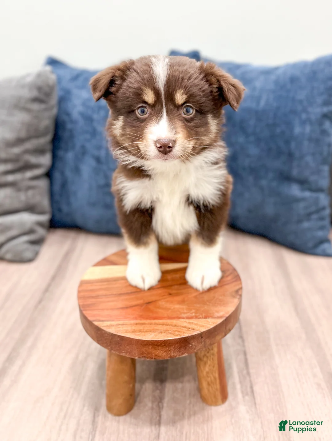 Miniature Australian Shepherd dogs for sale: Tommy - Ad 2