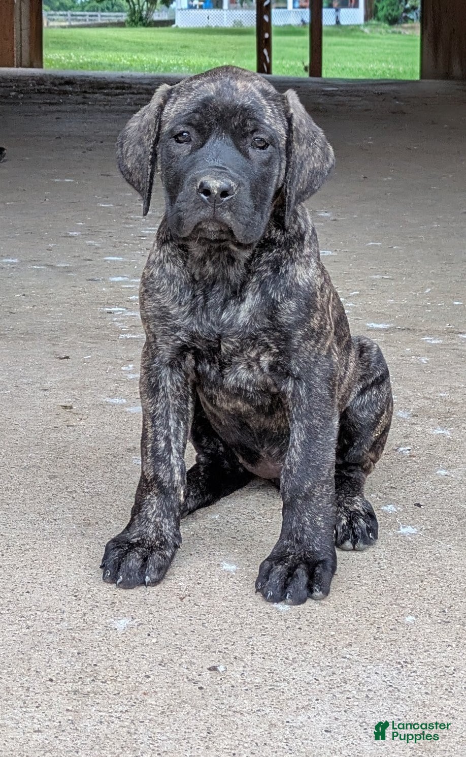 English Mastiff dogs Ashlee  - Ad 1