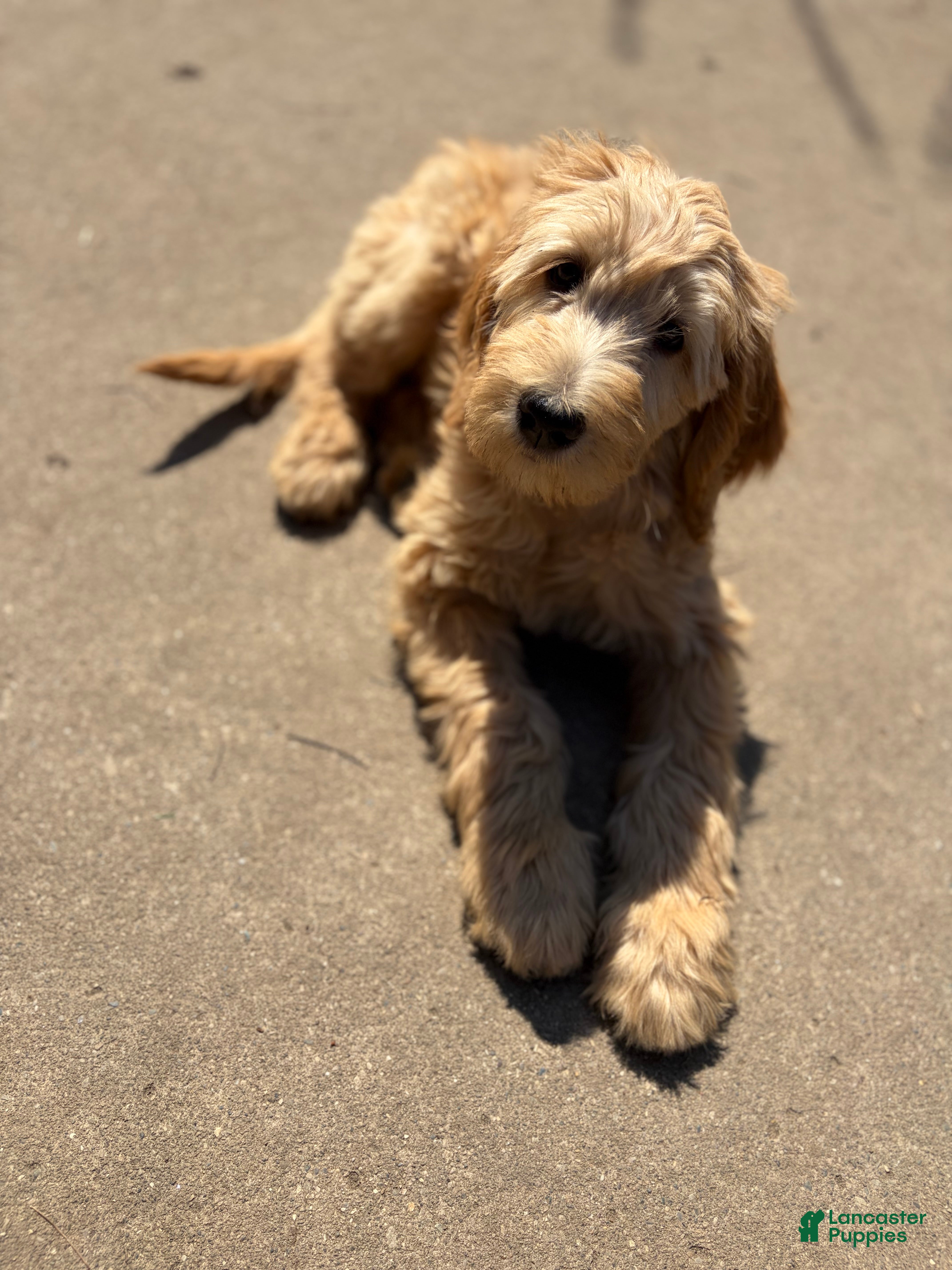 Mixed Breed dogs Rosie - Ad 1